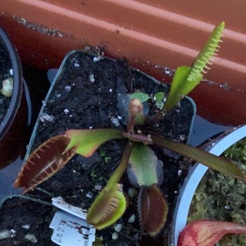 Photo of the plant species Red Dragon Fly Trap by @ZestMistletoes named Michelle Branch on Greg, the plant care app