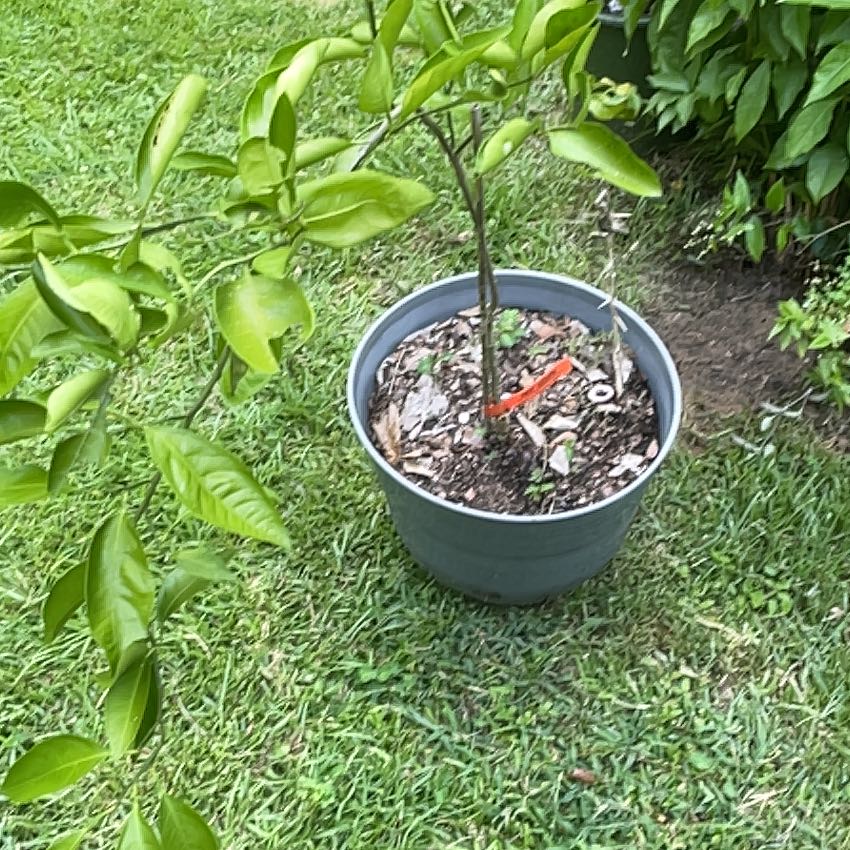 Photo of the plant species Owari Satsuma Tree by @BiggieSmurf37 named Captain Plant-it on Greg, the plant care app