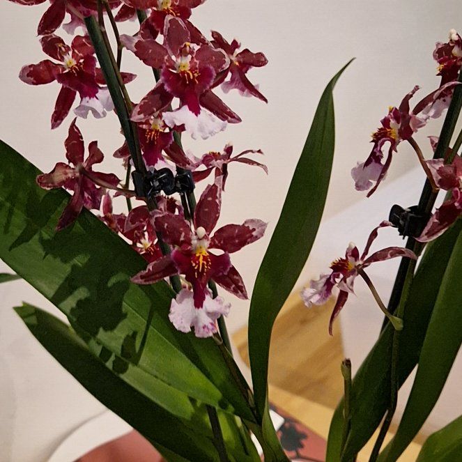 Plant care for Burrageara 'Dark Goddess Everglades' on Greg, the plant care app