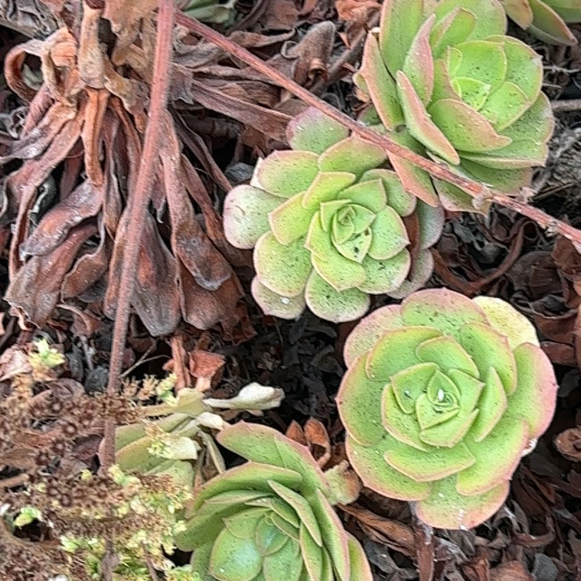 Photo of the plant species Green Duncecap by @RadiantPegaropa named Captain Plant-it on Greg, the plant care app