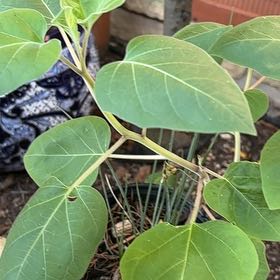 Photo of the plant species Sacred Datura by @RadiantPegaropa named Mando on Greg, the plant care app