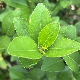 Photo of the plant species Waxleaf Privet by @RadiantPegaropa named Bieber on Greg, the plant care app
