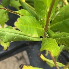 Photo of the plant species Fameflower by @RadiantPegaropa named Sol on Greg, the plant care app
