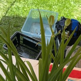 Photo of the plant species Daffodil by @RadiantPegaropa named Delilah on Greg, the plant care app