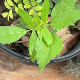 Photo of the plant species Cleome Hassleriana by @RadiantPegaropa named Remington on Greg, the plant care app