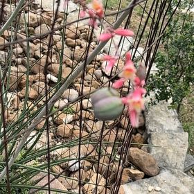 Photo of the plant species Coral Vine by @RadiantPegaropa named Madonna on Greg, the plant care app