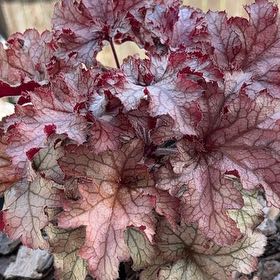 Photo of the plant species Coral Bells by @RadiantPegaropa named Orwell on Greg, the plant care app