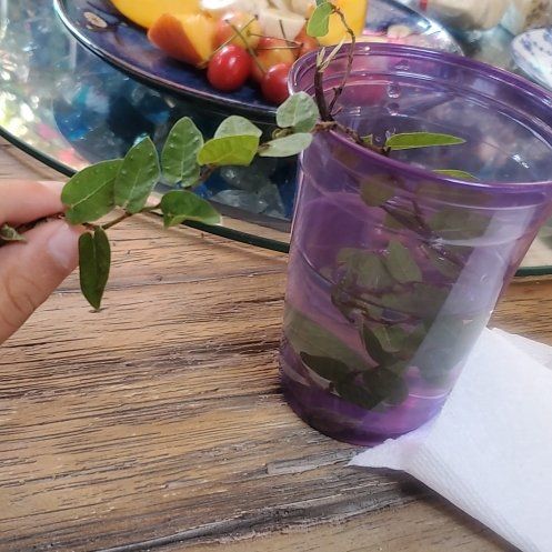 Photo of the plant species Eastern Milkpea by @ReverentCapeivy named Leonardo on Greg, the plant care app