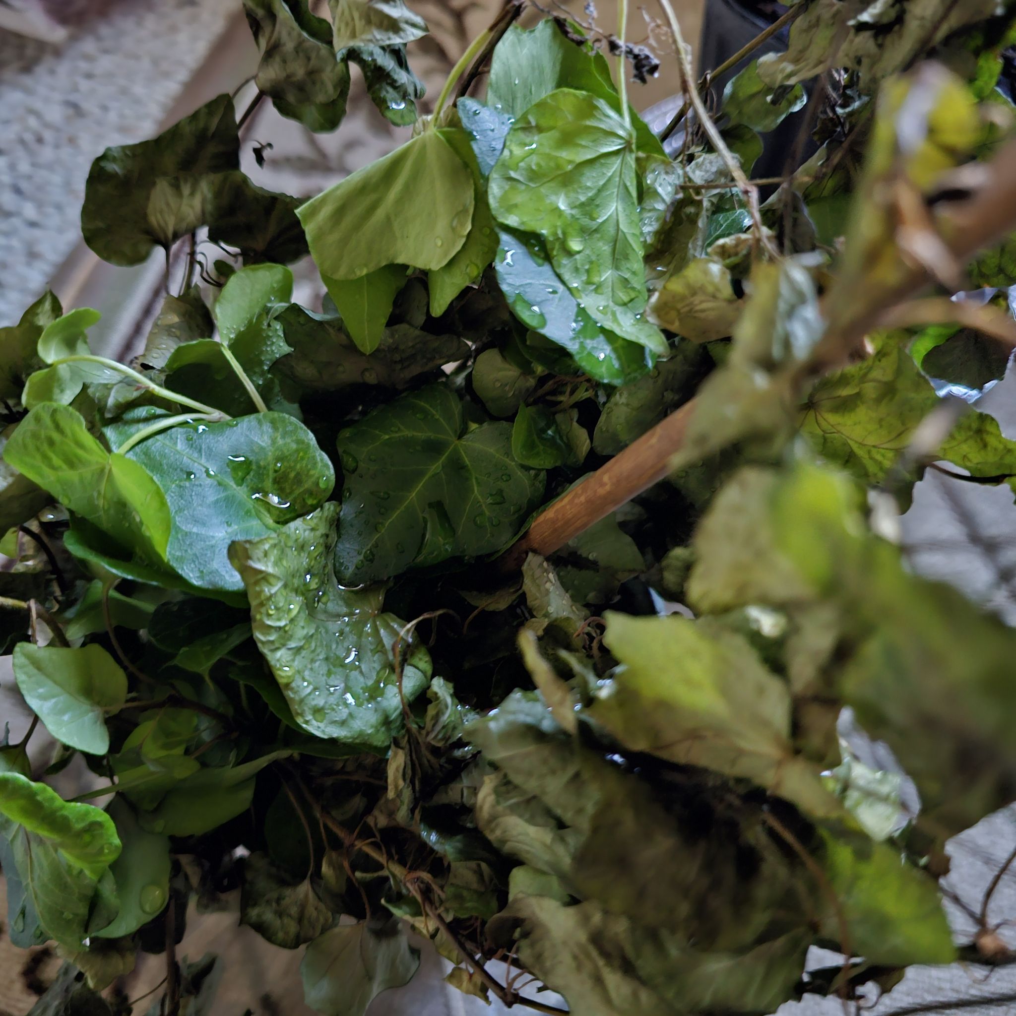 Photo of the plant species Persian Ivy by @KindBenzoiltree named Sahara on Greg, the plant care app