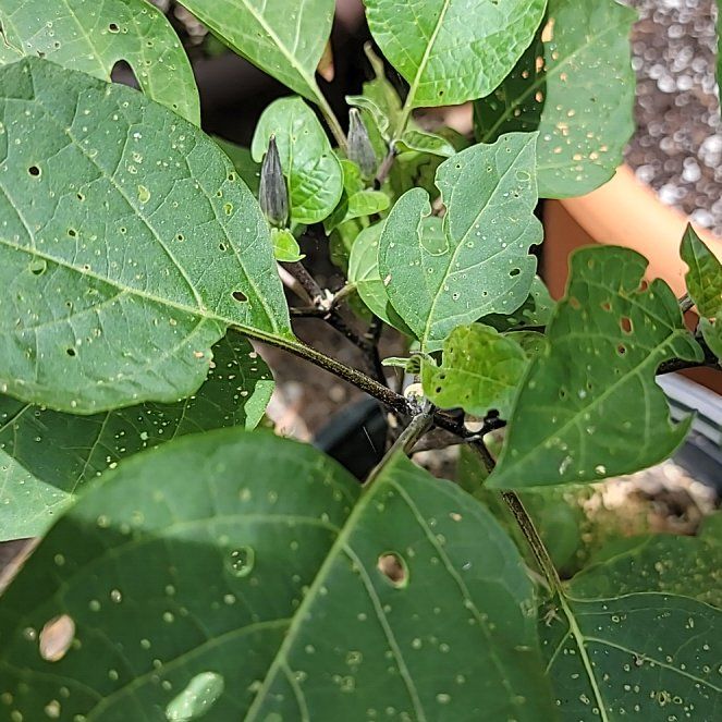 Photo of the plant species Devil's trumpet by @DeanGlassyonion named Foxxy on Greg, the plant care app