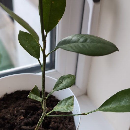Photo of the plant species Siracusa lemon by @SaviorGlasswort named Shakira on Greg, the plant care app