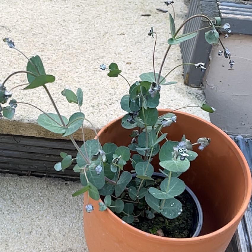Photo of the plant species Silver Drop Eucalyptus by @CertainFrithia named Sproutacus on Greg, the plant care app