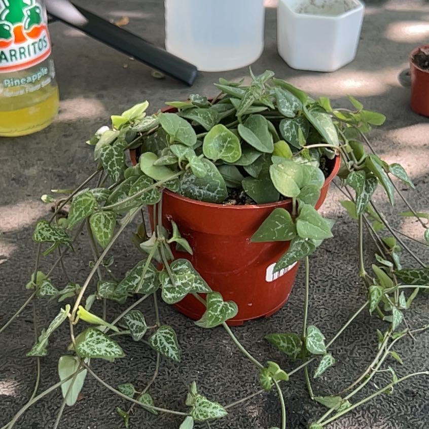 Photo of the plant species String Of Spades by @TenableAirplant named Eva on Greg, the plant care app