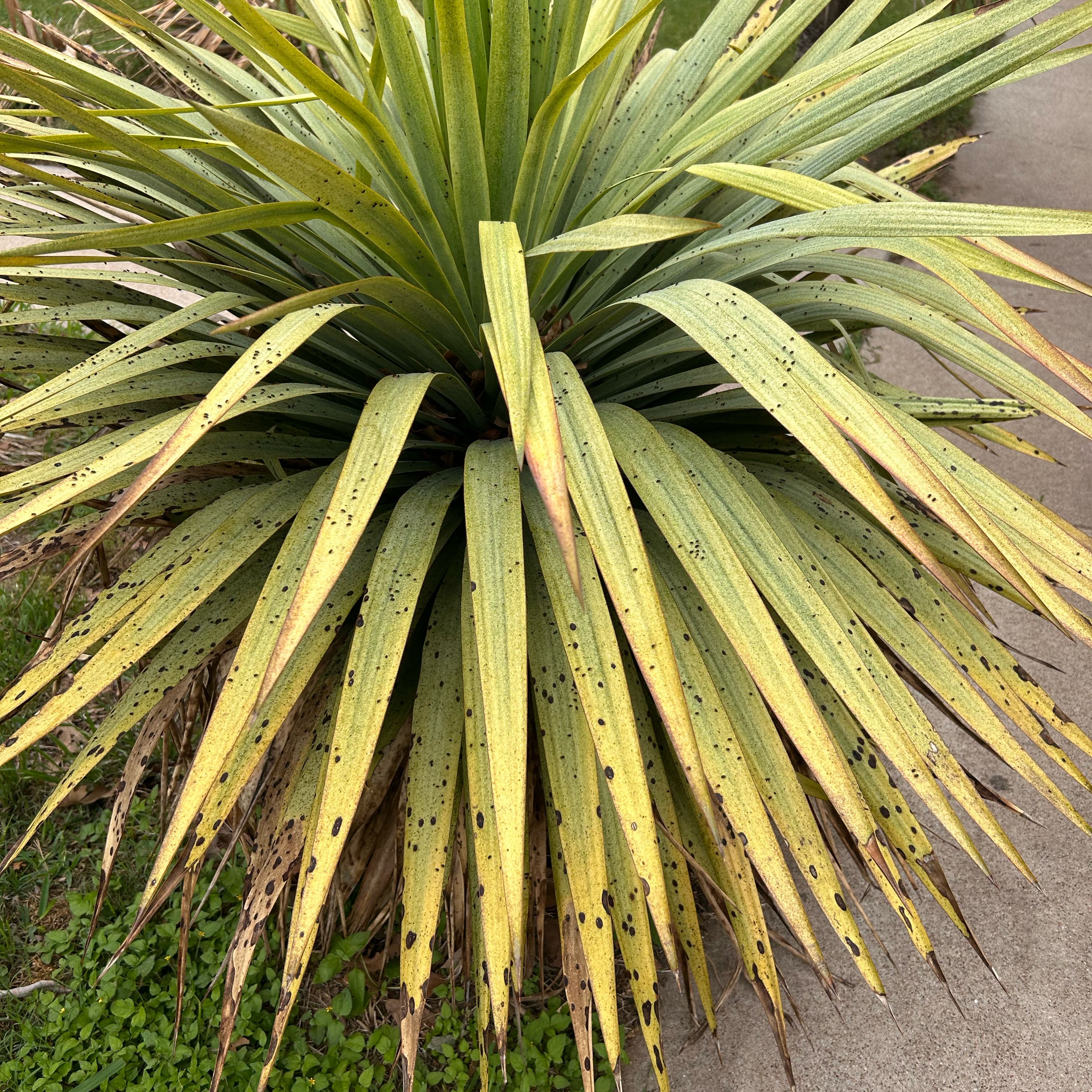Photo of the plant species Joshua Tree by @BounteousDaisy named Terra on Greg, the plant care app