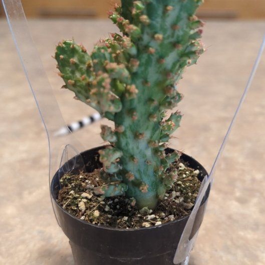Photo of the plant species Opuntia monacantha f. monstrose by @EssentialPawpaw named Bodhi on Greg, the plant care app