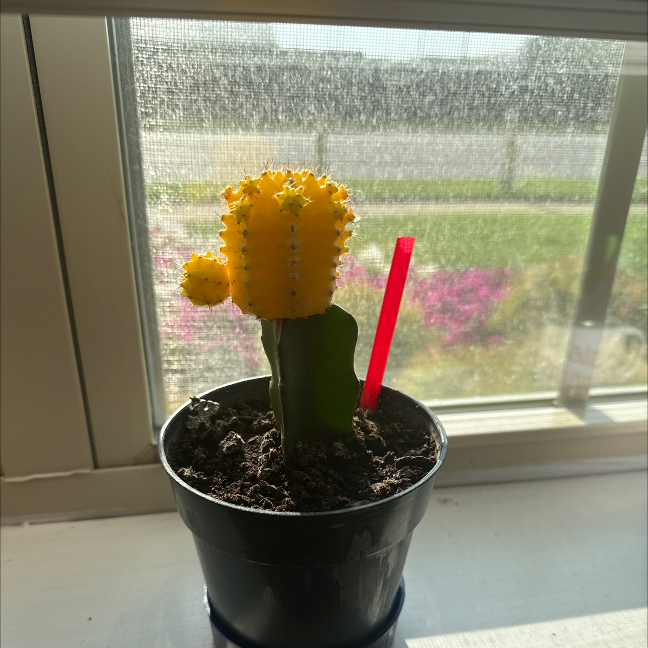 Photo of the plant species Grafted Cactus by @TutorPurplesage named Homes on Greg, the plant care app