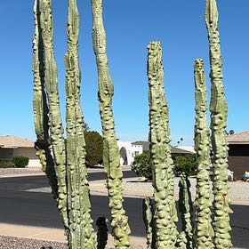 Photo of the plant species Totem Pole by @YiftRedsandwort named Gregarious on Greg, the plant care app