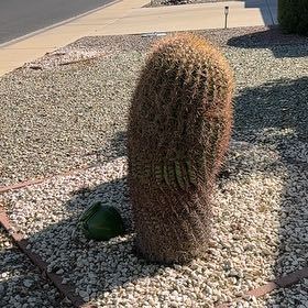Photo of the plant species Compass Barrel Cactus by @YiftRedsandwort named Fernie Saunders on Greg, the plant care app