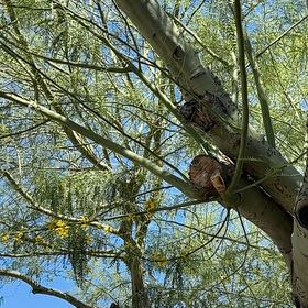 Photo of the plant species Palo Verde by @YiftRedsandwort named Kylie on Greg, the plant care app