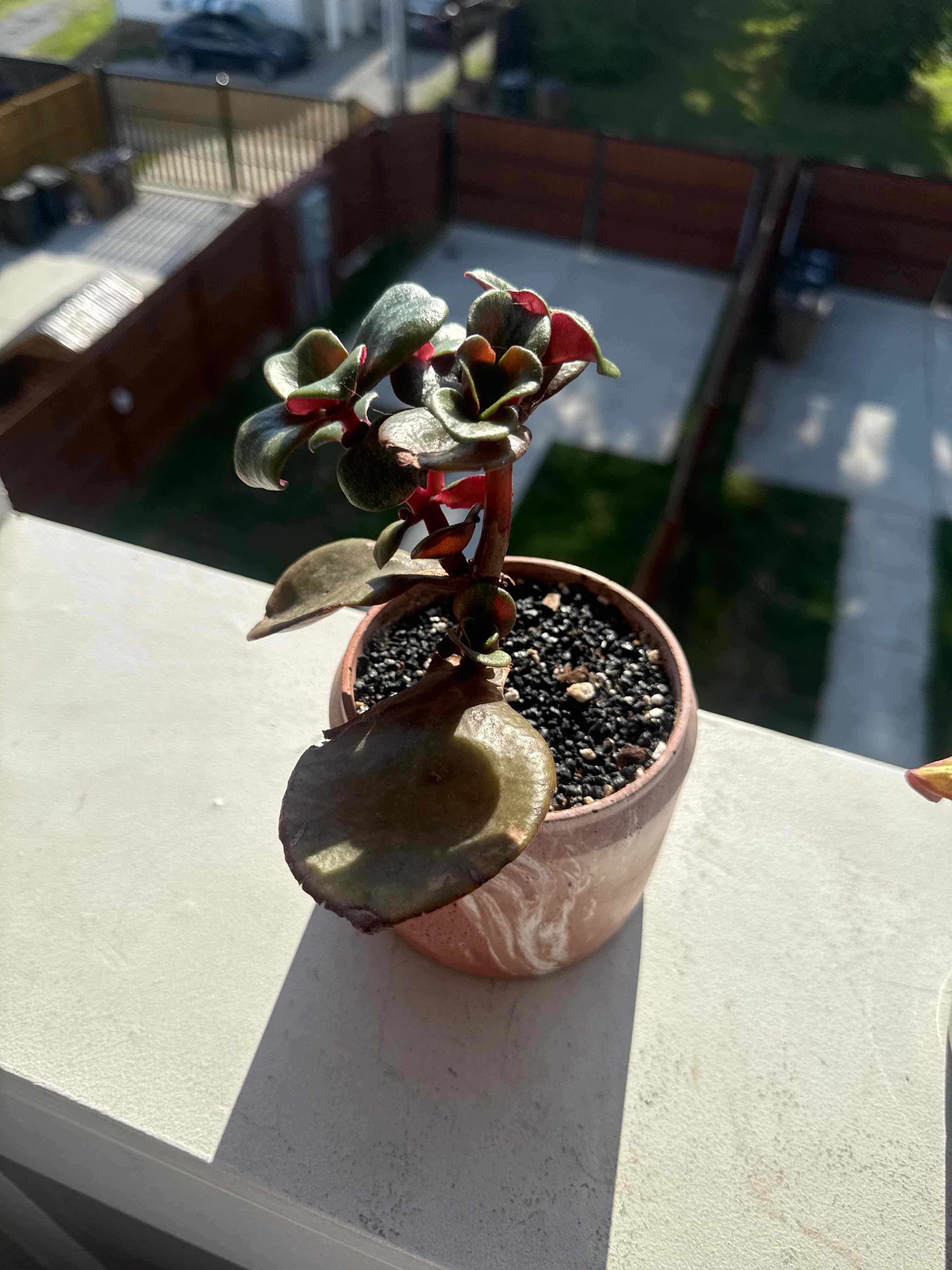 Photo of the plant species Pondo Cliff Crassula by @DaringLychee named L-Willow | EOC-25 on Greg, the plant care app