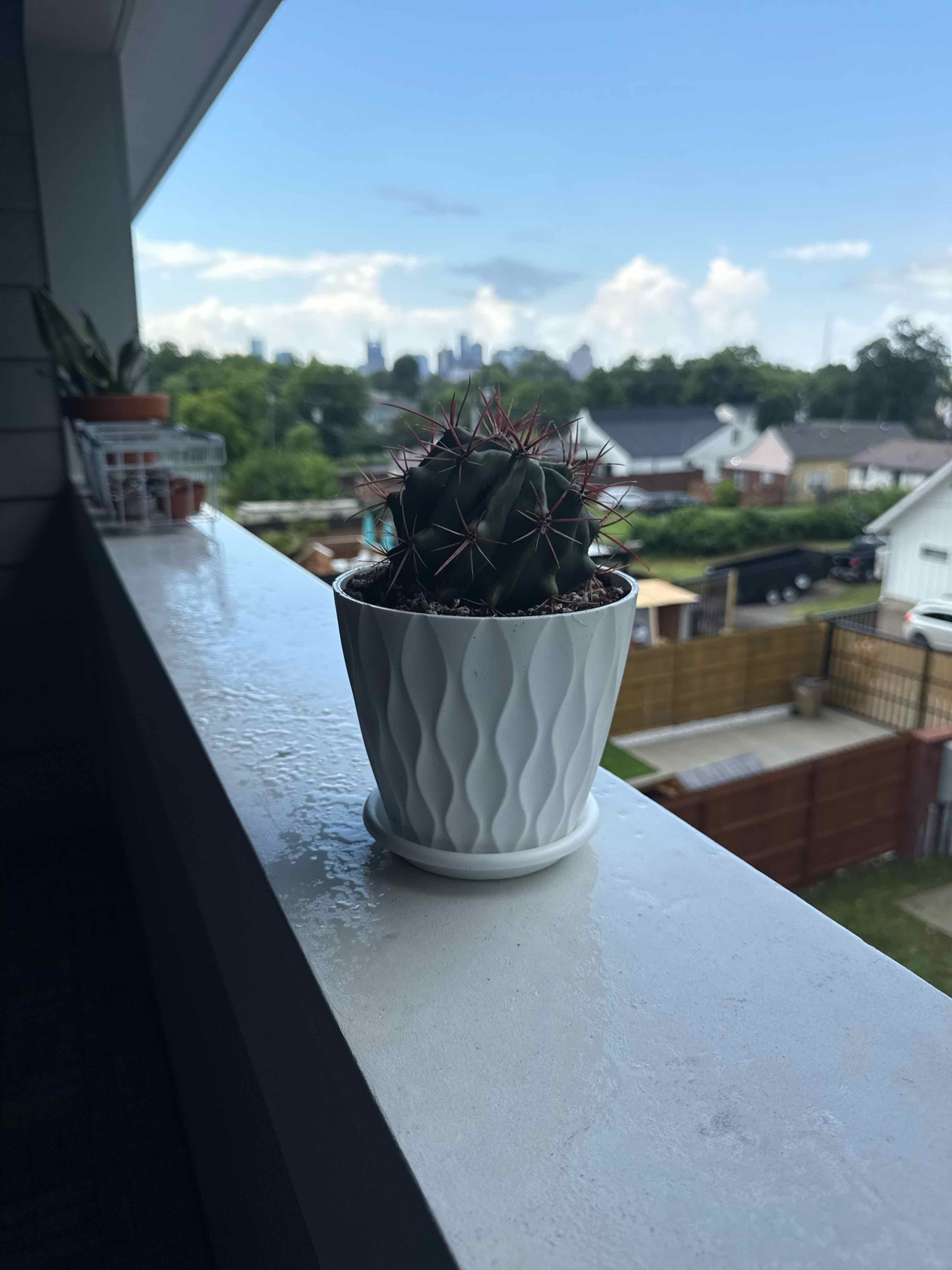 Photo of the plant species Fire Barrel Cactus by @DaringLychee named E4-Xena | EOC-25 on Greg, the plant care app