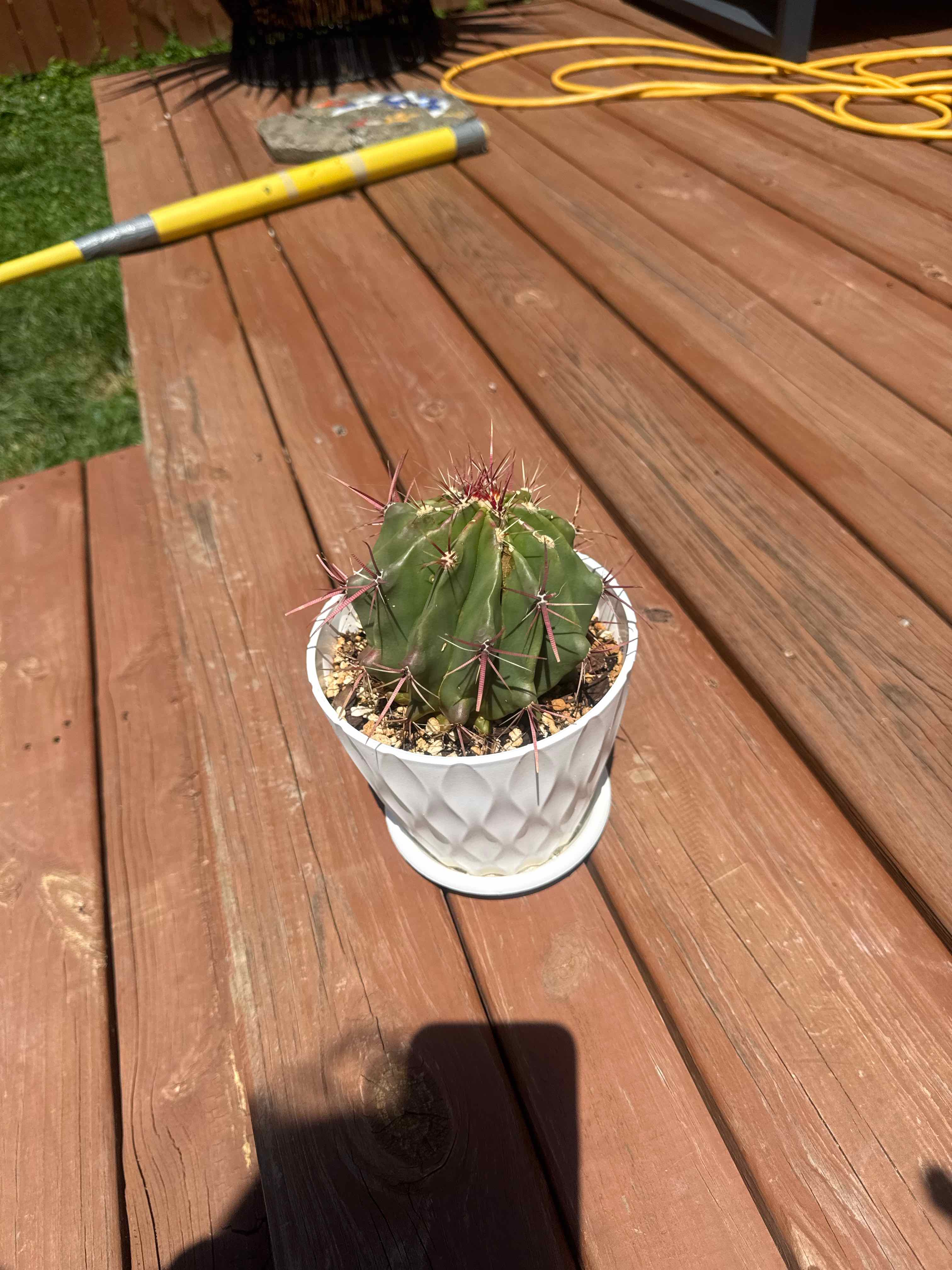 Photo of the plant species Fire Barrel Cactus by @DaringLychee named F-Xena | EOC-25 on Greg, the plant care app