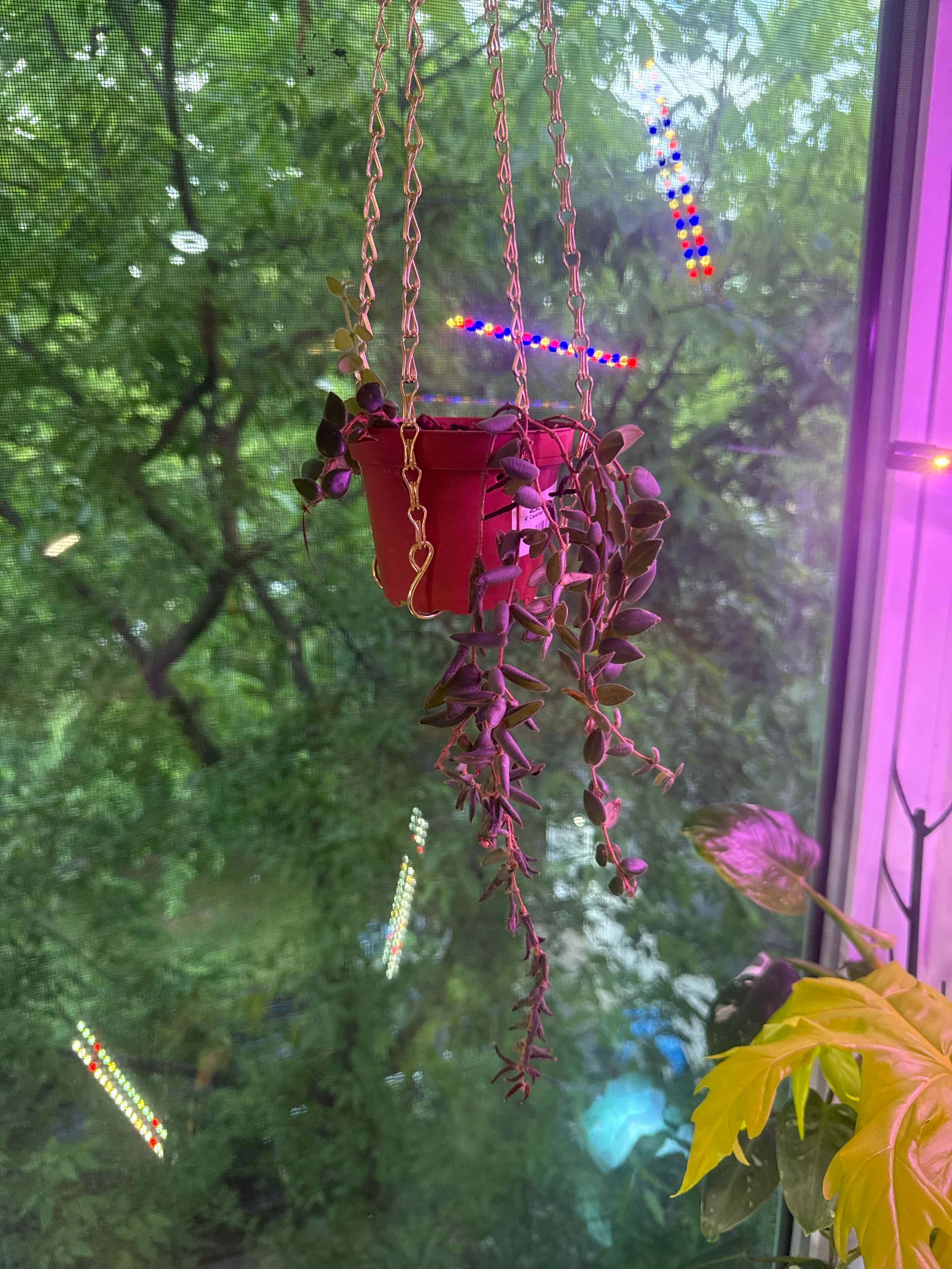 Photo of the plant species Red Elf Lipstick Plant by @DaringLychee named M8-J.R. Jr. | AFF-25 / EOO-25 on Greg, the plant care app