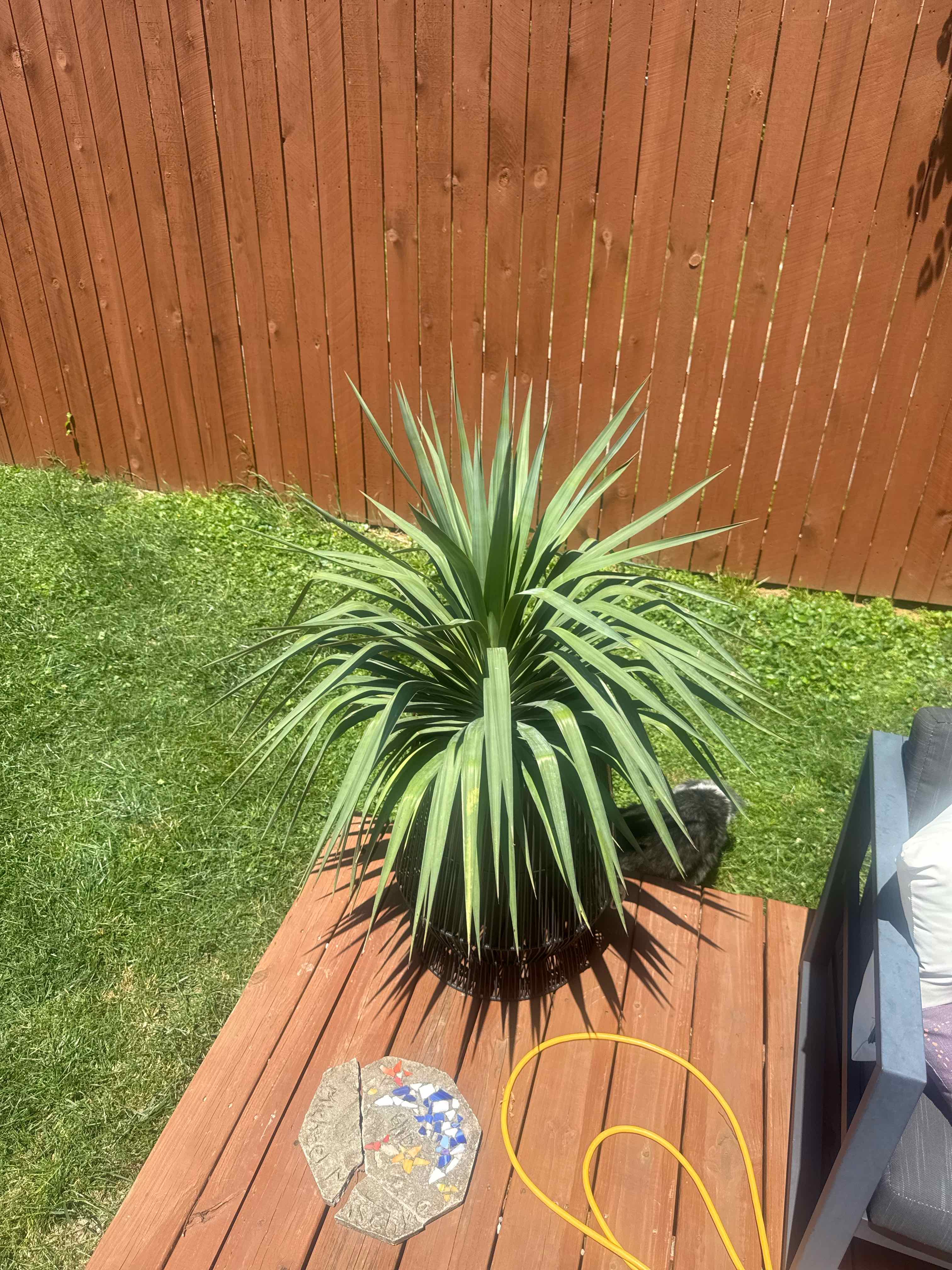 Photo of the plant species Spineless yucca by @DaringLychee named F-Orlando Bloom | MPGO-25 on Greg, the plant care app