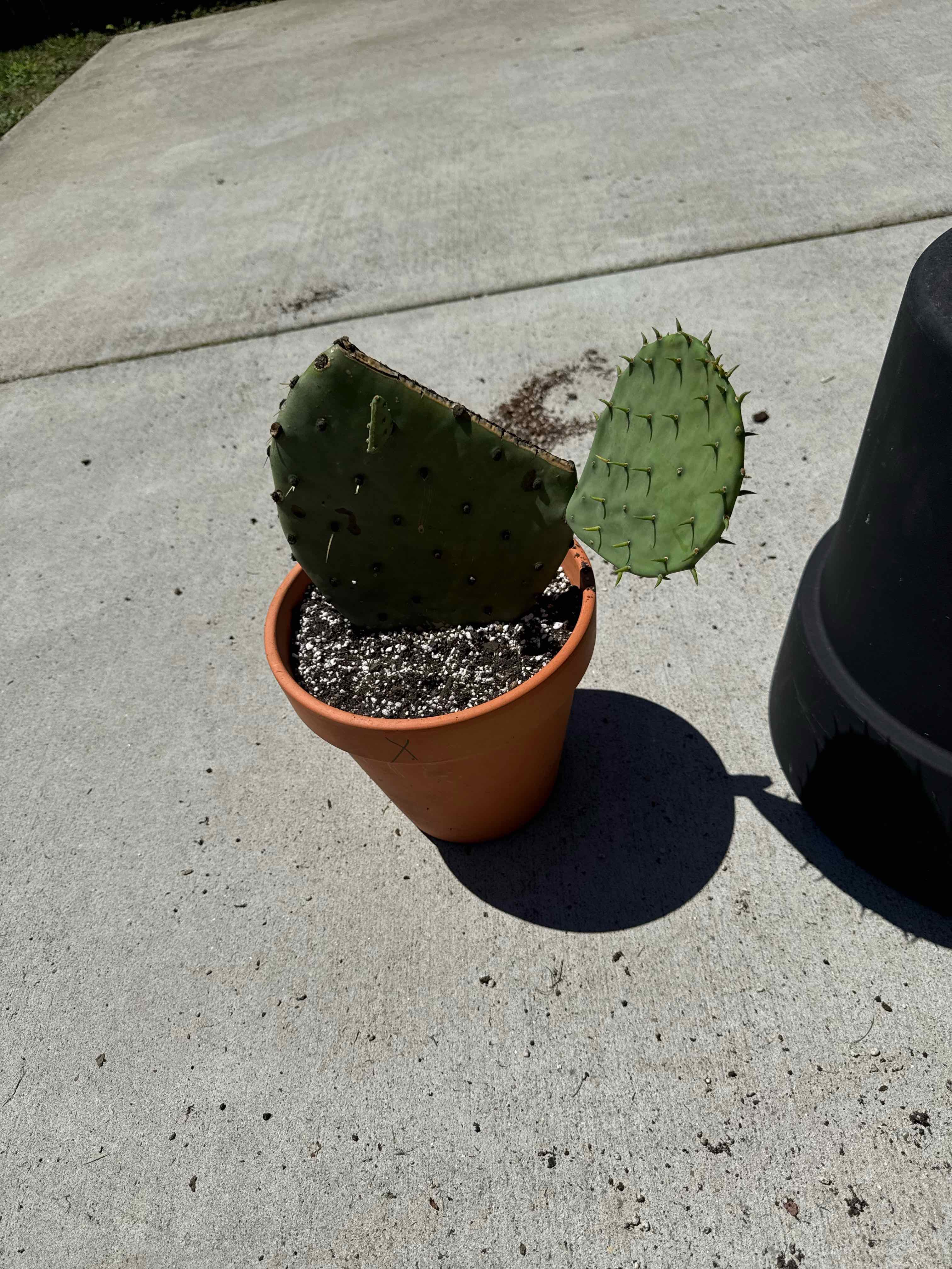 Photo of the plant species Purple Prickly Pear 'Album' by @DaringLychee named F-Jude Law | EOC-25 on Greg, the plant care app