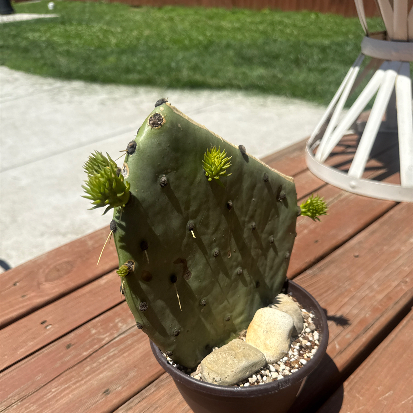 Photo of the plant species Snow Bunny by @DaringLychee named F-Jude Law | EOC-25 on Greg, the plant care app
