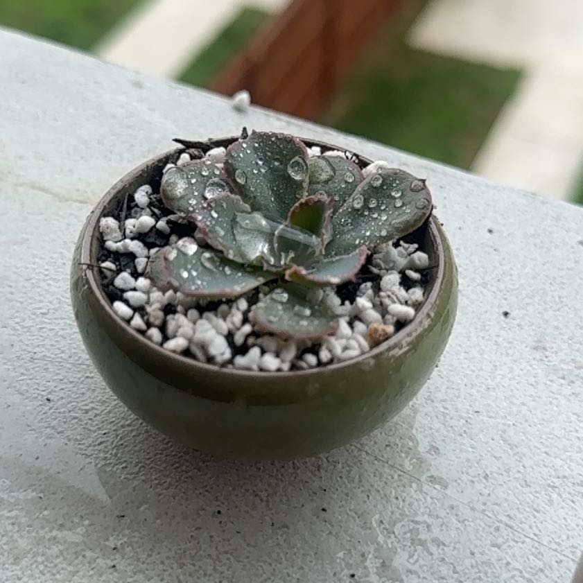 Photo of the plant species Echeveria 'Neon Breakers' by @DaringLychee named L-Galaxy | EOC-25 on Greg, the plant care app