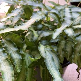 Photo of the plant species Ribbon Fern by @BlueribbonRuby named Homer on Greg, the plant care app