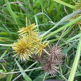 Photo of the plant species False Nutsedge by @OodlesPeyote named Captain Plant-it on Greg, the plant care app