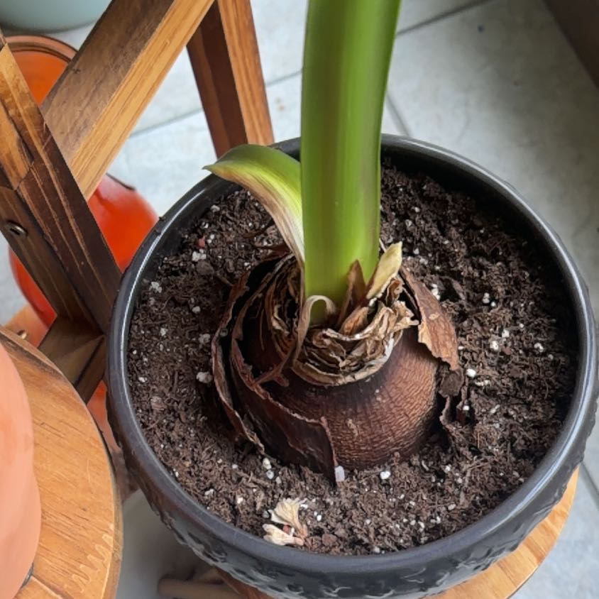 Photo of the plant species Amaryllis 'Glee' by @KeenMistflower named Dax on Greg, the plant care app