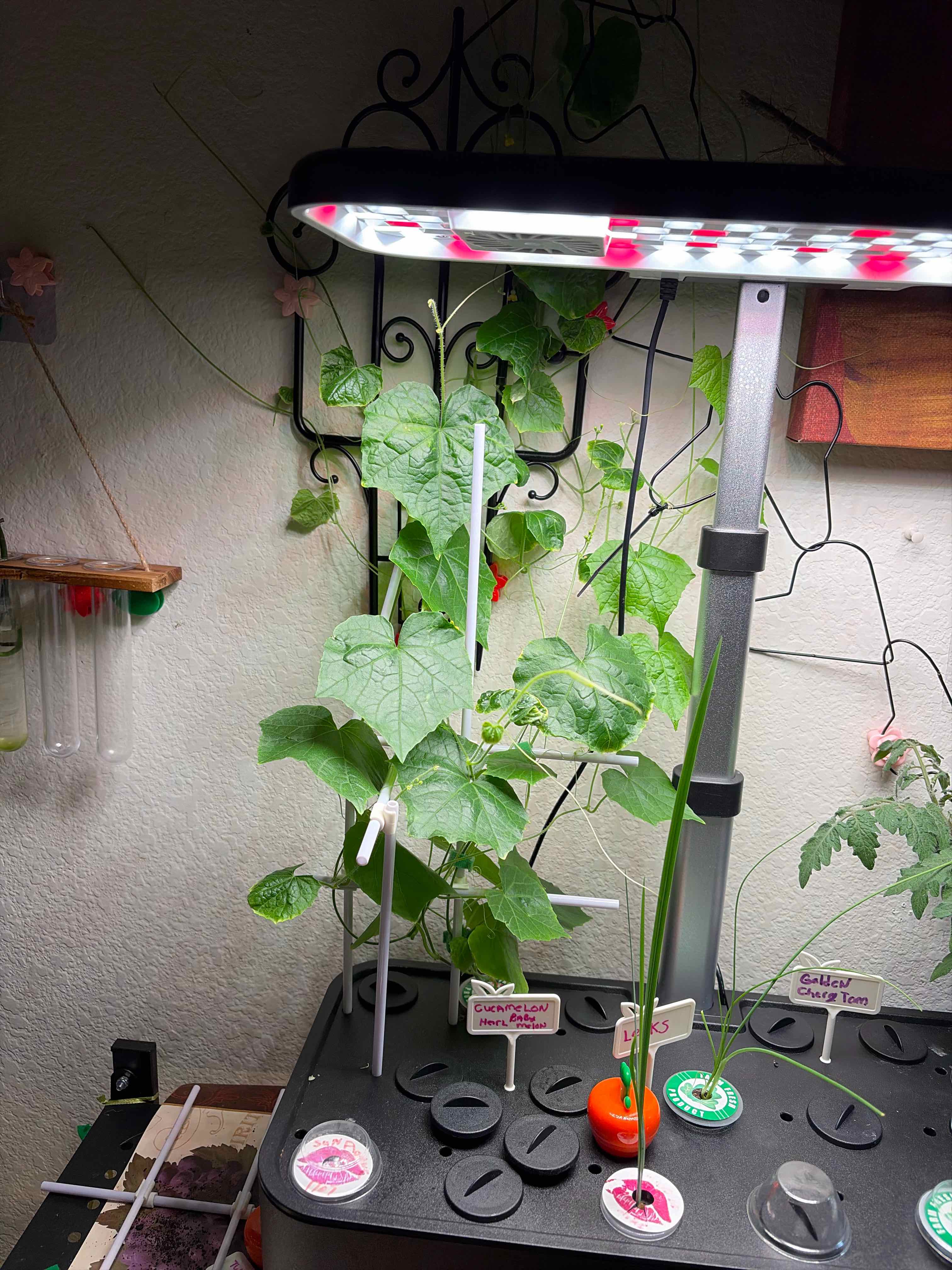 Photo of the plant species Cucamelon by @HypnoticKeylime named Taylor Swift on Greg, the plant care app