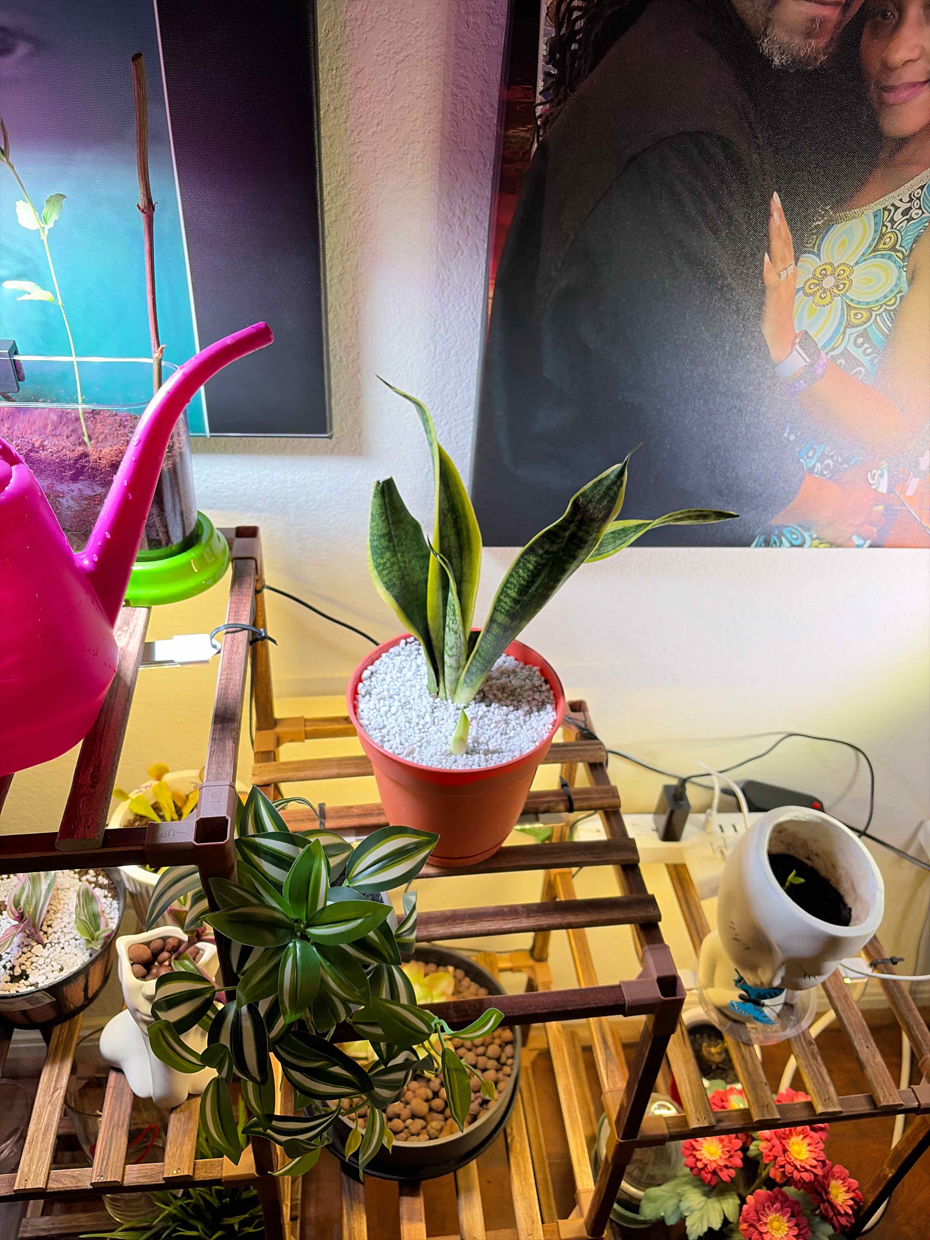 Photo of the plant species Snake Plant by @HypnoticKeylime named Kardashian on Greg, the plant care app