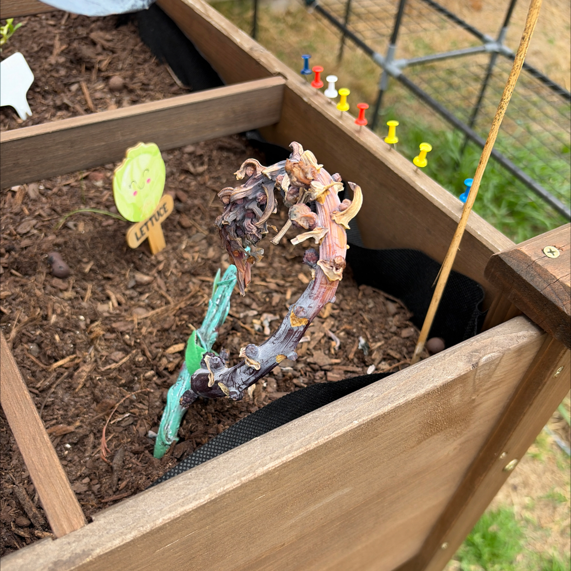Photo of the plant species Brussel Sprout by @HypnoticKeylime named Oscar on Greg, the plant care app