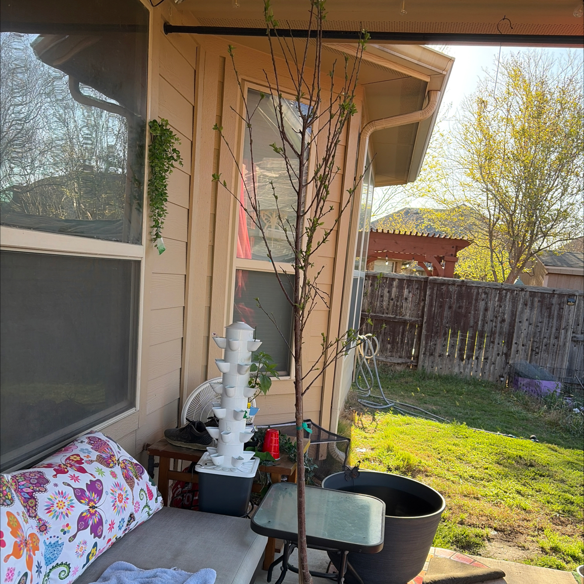 Photo of the plant species Santa Rosa Plum by @HypnoticKeylime named Lavender on Greg, the plant care app