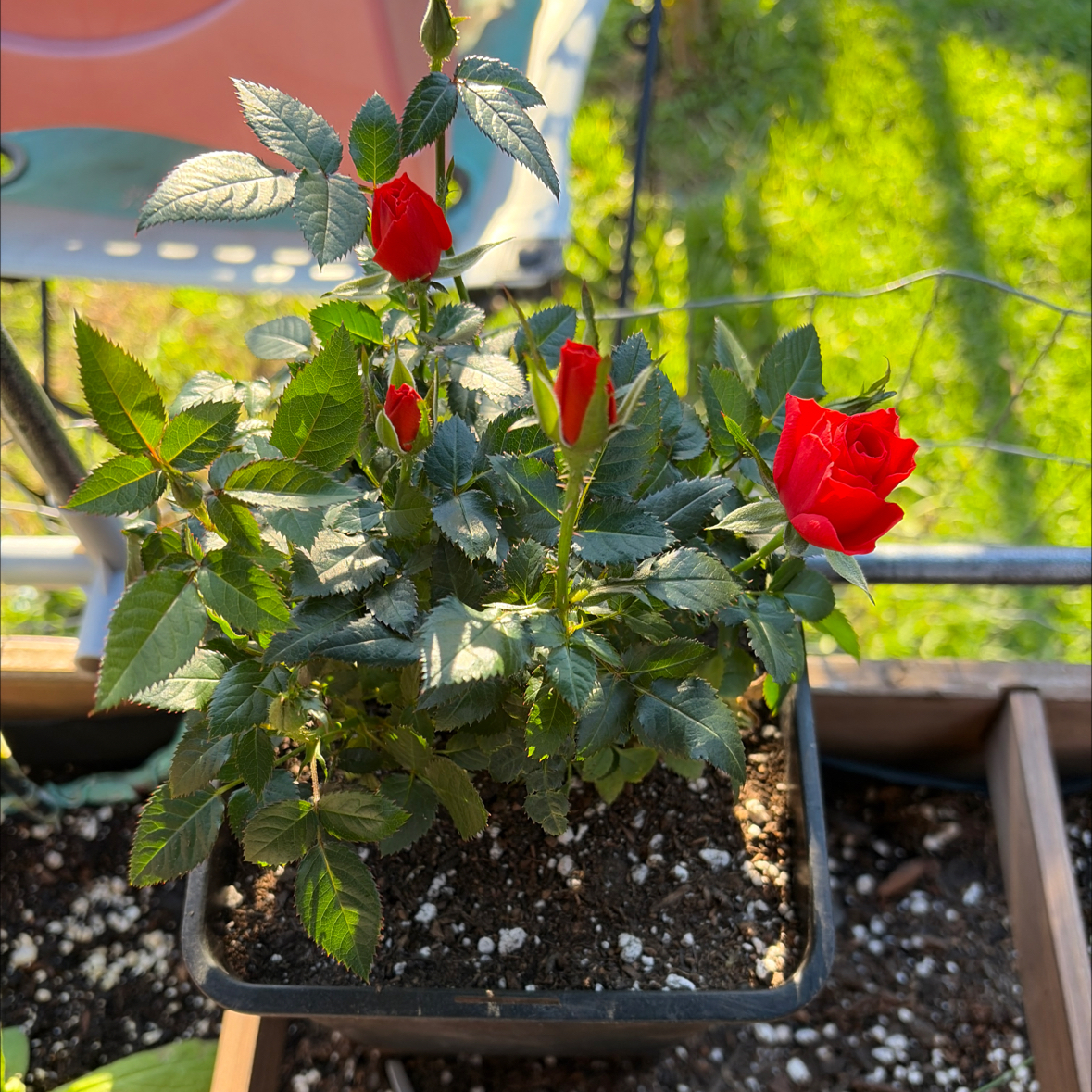 Photo of the plant species Miniature Rose by @HypnoticKeylime named Bruce Lee on Greg, the plant care app