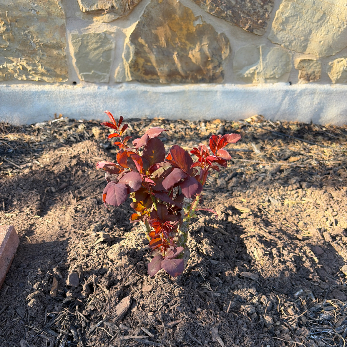 Photo of the plant species Hybrid Tea Rose by @HypnoticKeylime named ChloroPhil on Greg, the plant care app