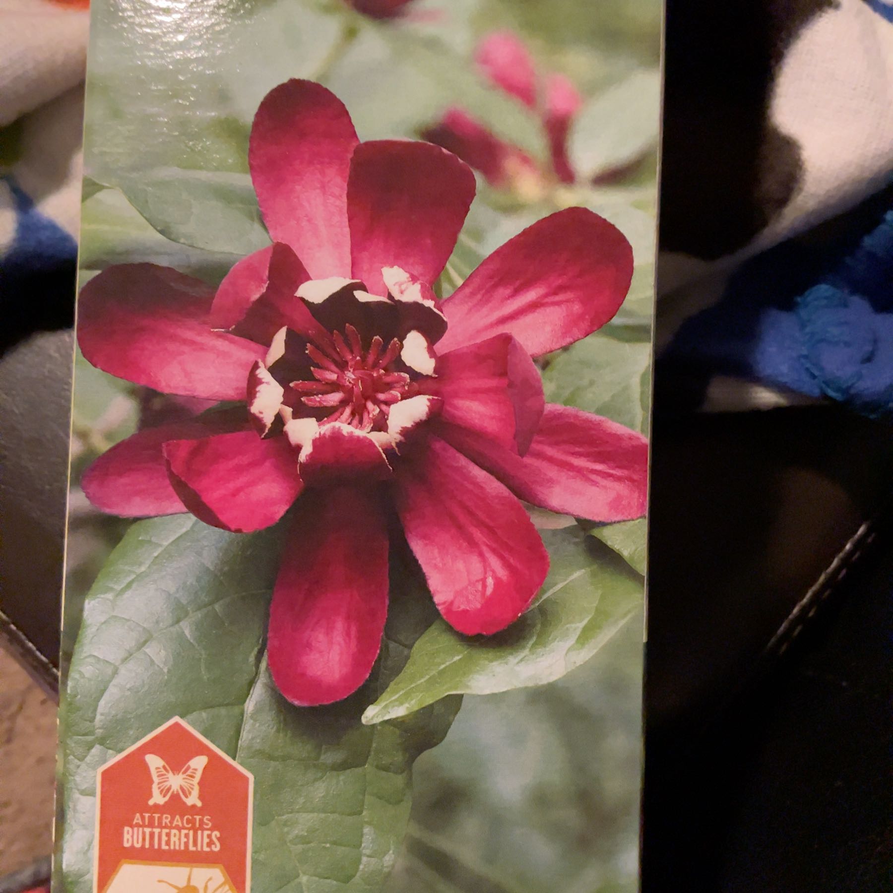 Plant care for Spice Bush on Greg, the plant care app