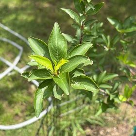 Photo of the plant species American Plum by @HypnoticKeylime named Pax on Greg, the plant care app