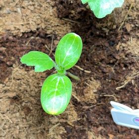 Photo of the plant species Golden Midget Watermelon by @HypnoticKeylime named Doja Cat on Greg, the plant care app