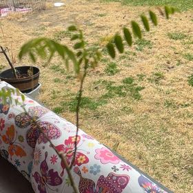 Photo of the plant species Common Honeylocust by @HypnoticKeylime named Remington on Greg, the plant care app