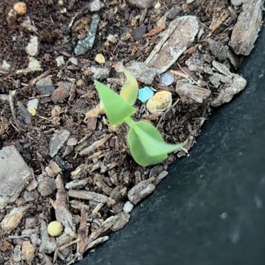 Photo of the plant species Tulip Poplar by @HypnoticKeylime named Lavender on Greg, the plant care app