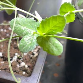 Photo of the plant species Peas by @HypnoticKeylime named Gregarious on Greg, the plant care app