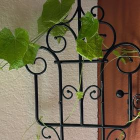 Photo of the plant species Melothria sphaerocarpa by @HypnoticKeylime named Sigmund on Greg, the plant care app
