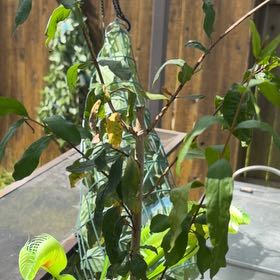 Photo of the plant species Pomegranate by @HypnoticKeylime named Harry on Greg, the plant care app