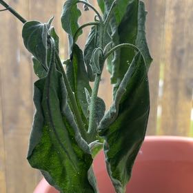 Photo of the plant species Eggplant by @HypnoticKeylime named Kylie on Greg, the plant care app
