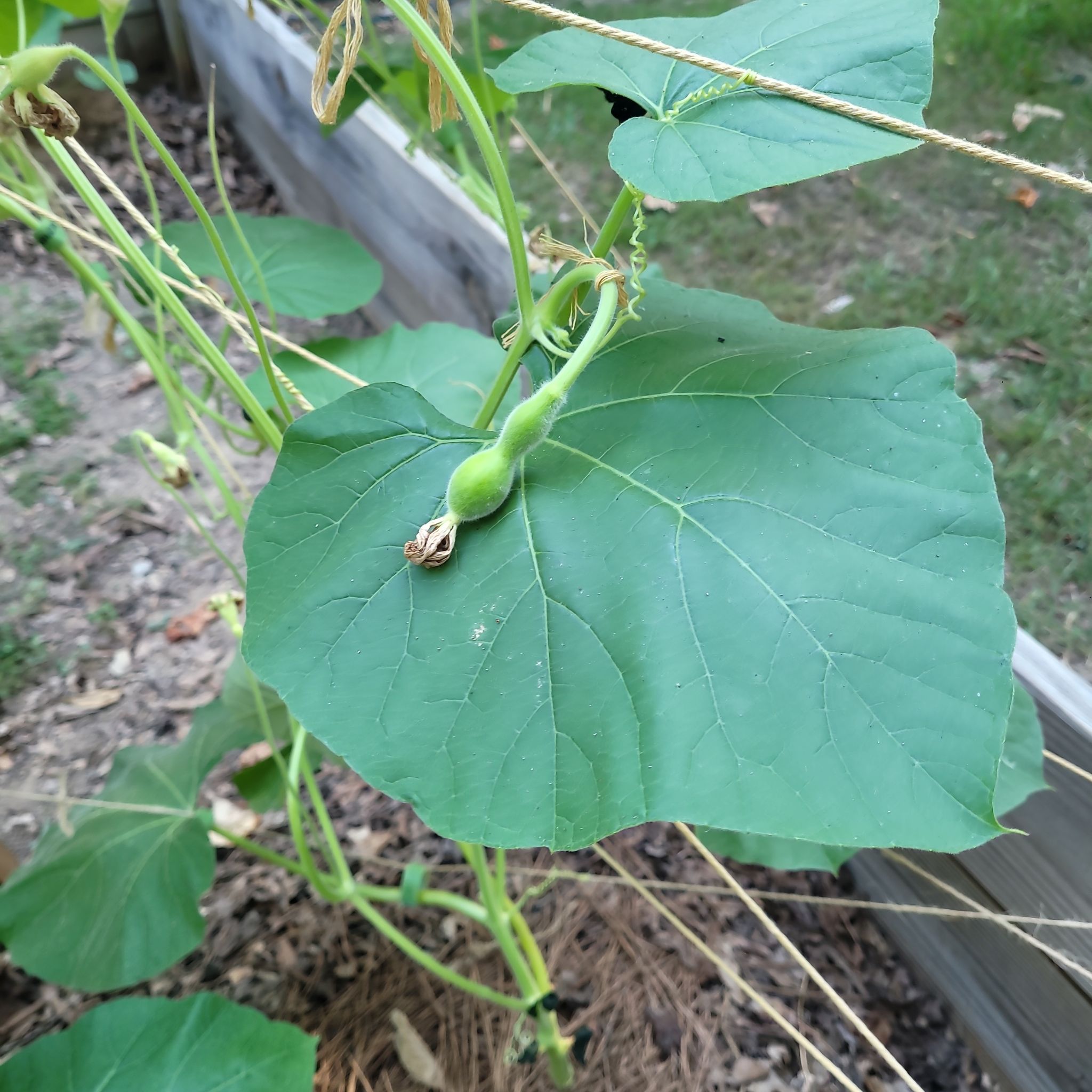 Photo of the plant species Bottle gourd by @StandupSalsa named Babies on Greg, the plant care app